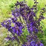 Salvia pratensis Blomst