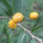 Casearia corymbosa Frukt