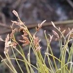 Cyperus haspan Blüte