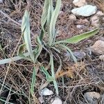 Phlomis lychnitisLehti