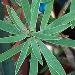 Euphorbia balsamifera 葉