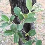 Combretum hereroense Blad