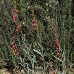 Penstemon centranthifolius Хабит