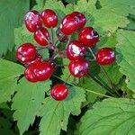 Actaea rubraMeyve