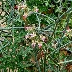 Pelargonium ceratophyllum Характер