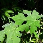 Montanoa hibiscifolia Frunză