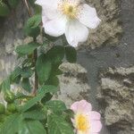 Rosa tomentosa Fleur