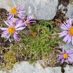 Aster alpinus Blüte