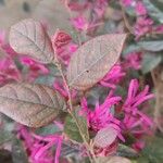 Loropetalum chinense برگ