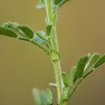 Ononis striata Other