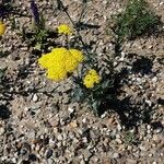 Achillea tomentosa 形态