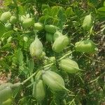 Baptisia australis Frukt