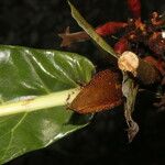 Pentagonia gomez-lauritoi Leaf
