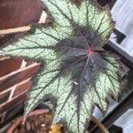 Begonia rex Лист