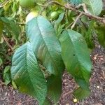 Psidium guajavaFuelha