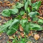 Rumex obtusifoliusLeaf