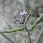 Strigosella africana Flor