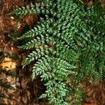 Asplenium exiguum Habit