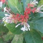 Rauvolfia serpentina Flower