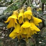 Sophora denudata Blomst