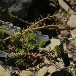 Sedum monregalense Habitat