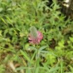 Trifolium purpureum പുഷ്പം