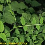 Vicia dumetorum Blad