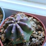 Echinocereus subinermis Leaf