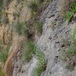 Lysimachia ephemerum Plante entière