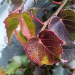 Parthenocissus tricuspidata Leaf