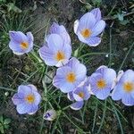Crocus imperati Хабит