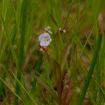 Veronica scutellata 葉