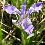 Iris hexagona പുഷ്പം