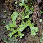 Hymenophyllum neocaledonicum