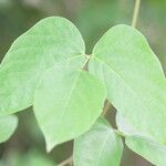 Mucuna pruriens Leaf