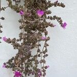 Drosanthemum hispidum Flower