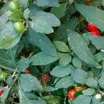 Solanum pseudocapsicum Лист