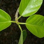 Ficus cotinifolia Лист