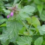 Lamium maculatumBlomst