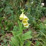 Digitalis luteaFlors