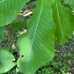 Magnolia macrophylla Leaf