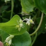 Streptolirion volubile Celota