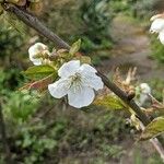 Prunus × gondouinii Foglia