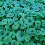 Glechoma hederacea Leaf