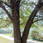 Quercus virginiana 整株植物