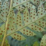 Polystichum ammifolium Fruct