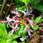 Rhododendron periclymenoides 花