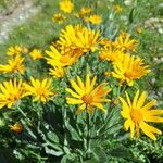 Senecio doronicum 花