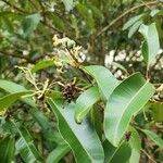 Calophyllum soulattri Leaf