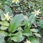 Erythronium tuolumnense Blüte